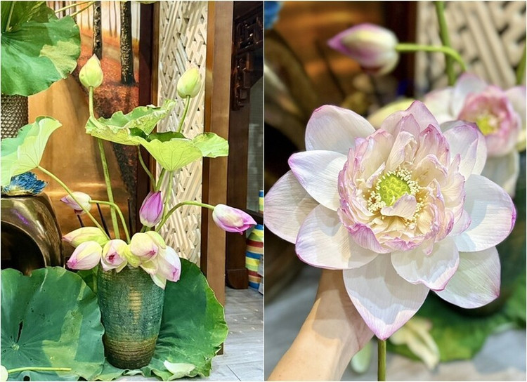 BTV VTV cắm nhiều loại hoa sen khác nhau như Super, Tiên nữ, Lotus, Bách diệp...Ảnh: FB Trang Hoang can-nha5.jpg