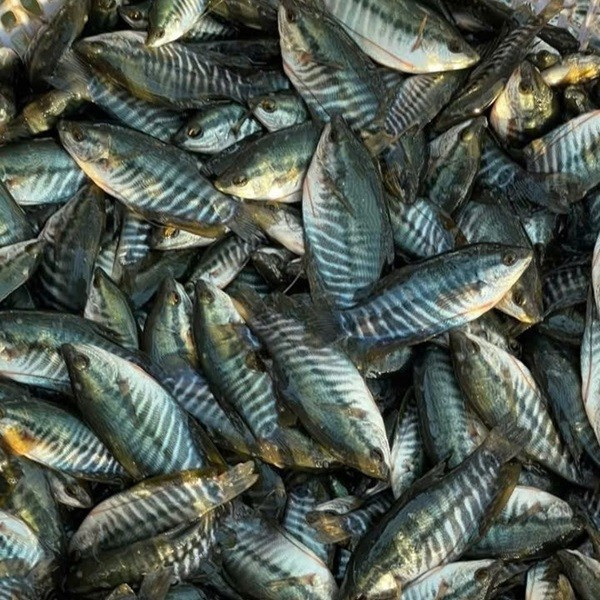 Cá sặc rằn anh-ca-sac-ran.jpg