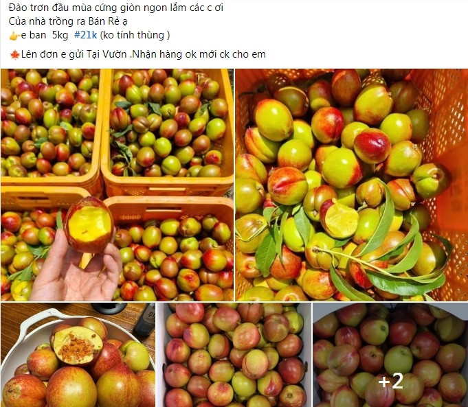 Đào trơn được bán nhiều trên chợ mạng với giá rẻ. Ảnh chụp màn hình dao-tron1.jpg