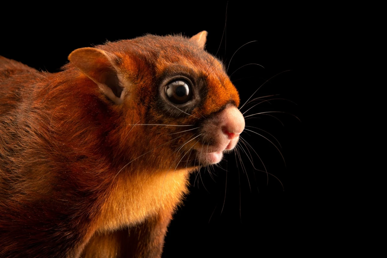 Hóa thạch sóc bay "quái vật" 4,9 triệu năm, to như mèo nhà