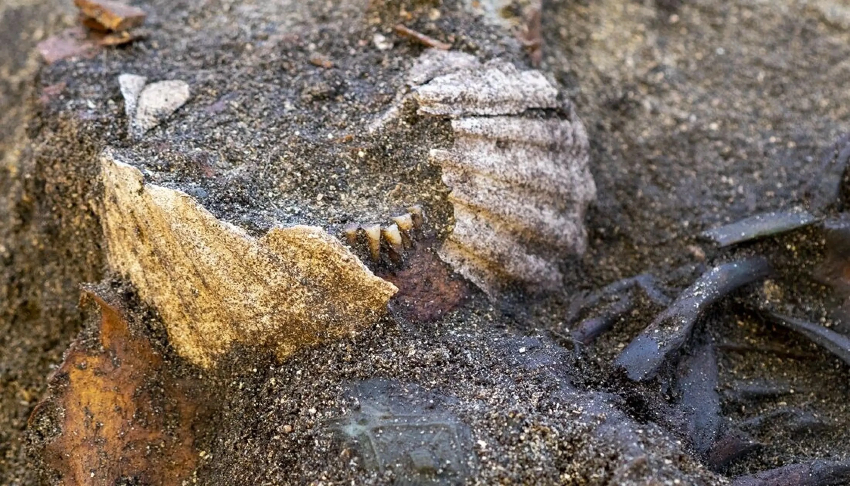 Chấn động hài cốt phụ nữ Viking được chôn cất trong vỏ sò che kín miệng 