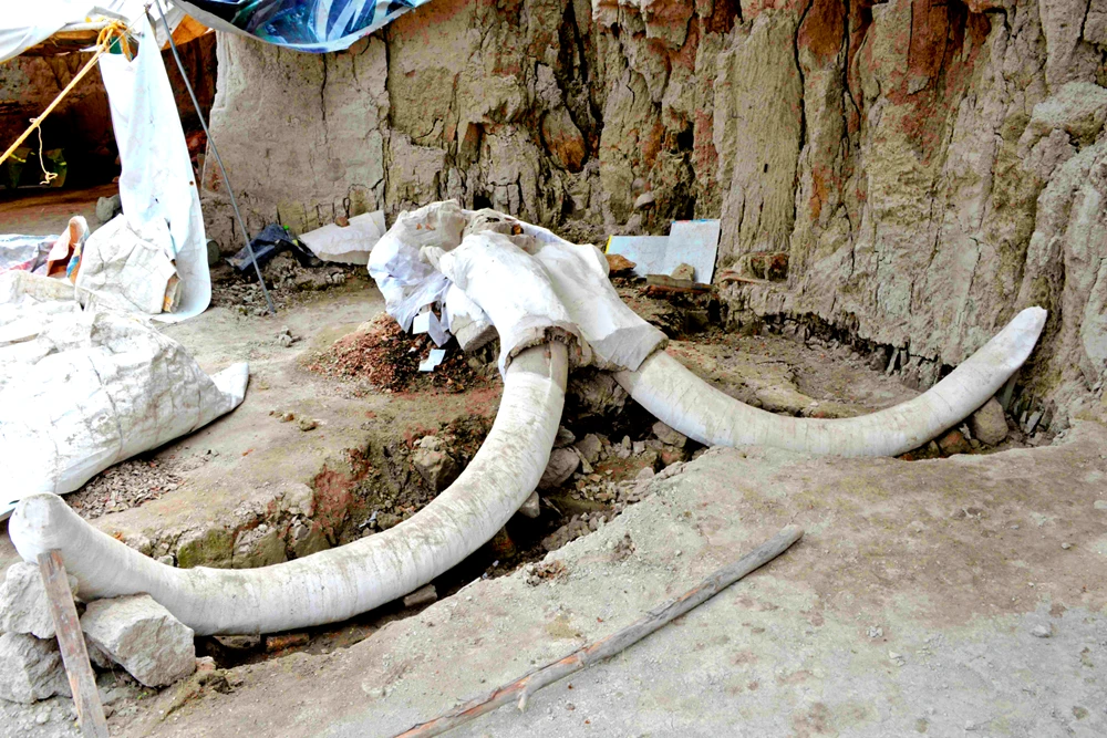 Bẫy voi ma mút 15.000 năm tuổi hé lộ bí mật rùng rợn