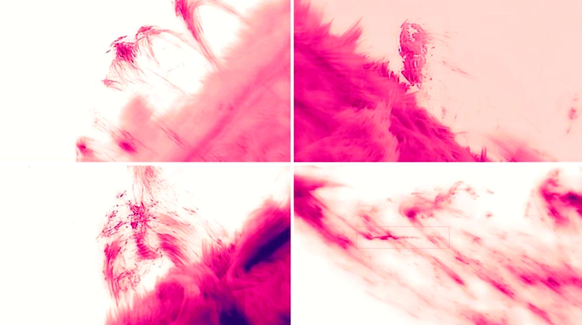 Chi tiết độ nét cao về mưa vành nhật hoa Mặt trời hồng 