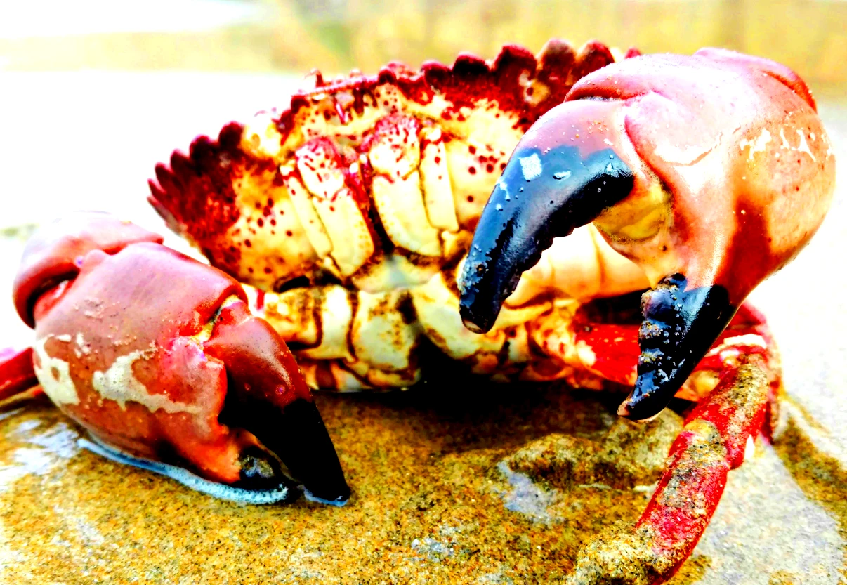  Giải mã cua khổng lồ cổ xưa khiến giới khoa học sững sờ