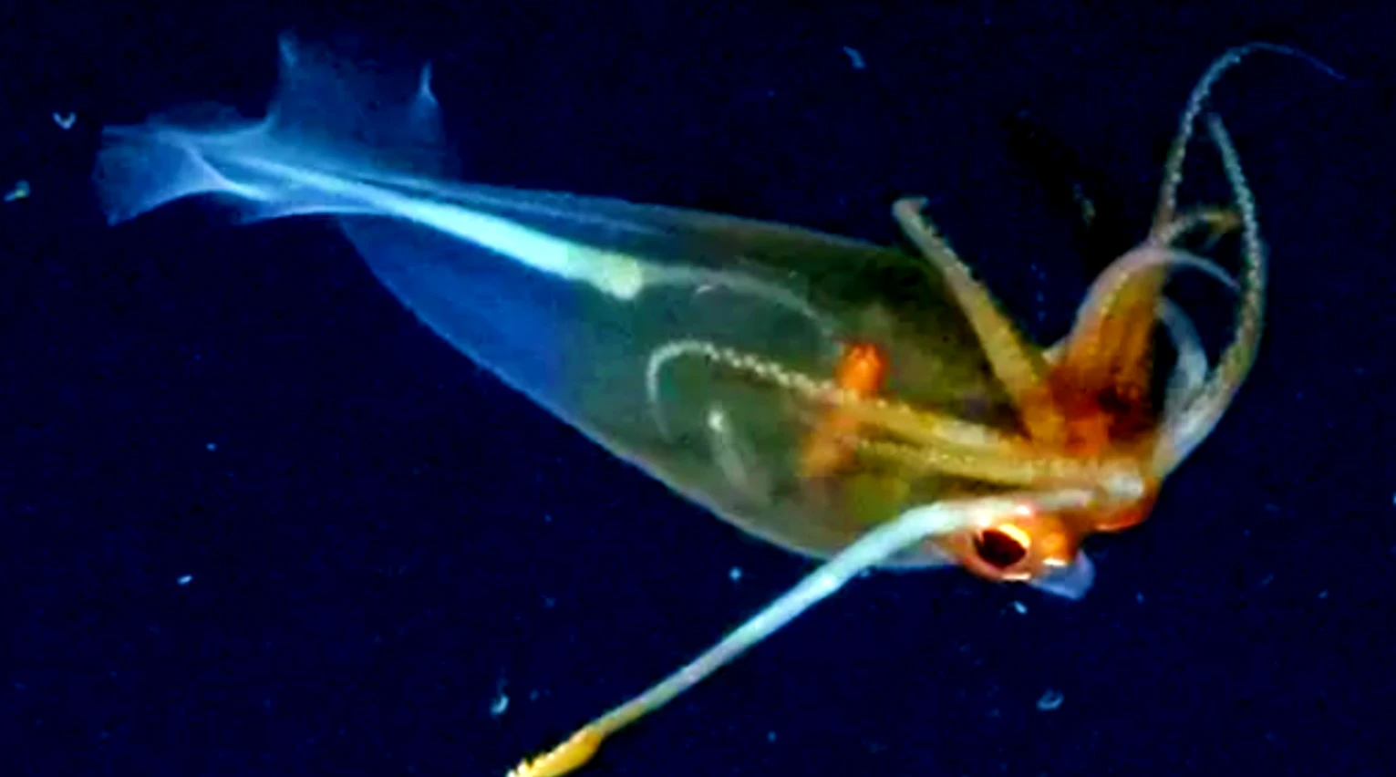 Lần đầu lộ diện mực thủy tinh kỳ ảo dưới biển Nam Cực