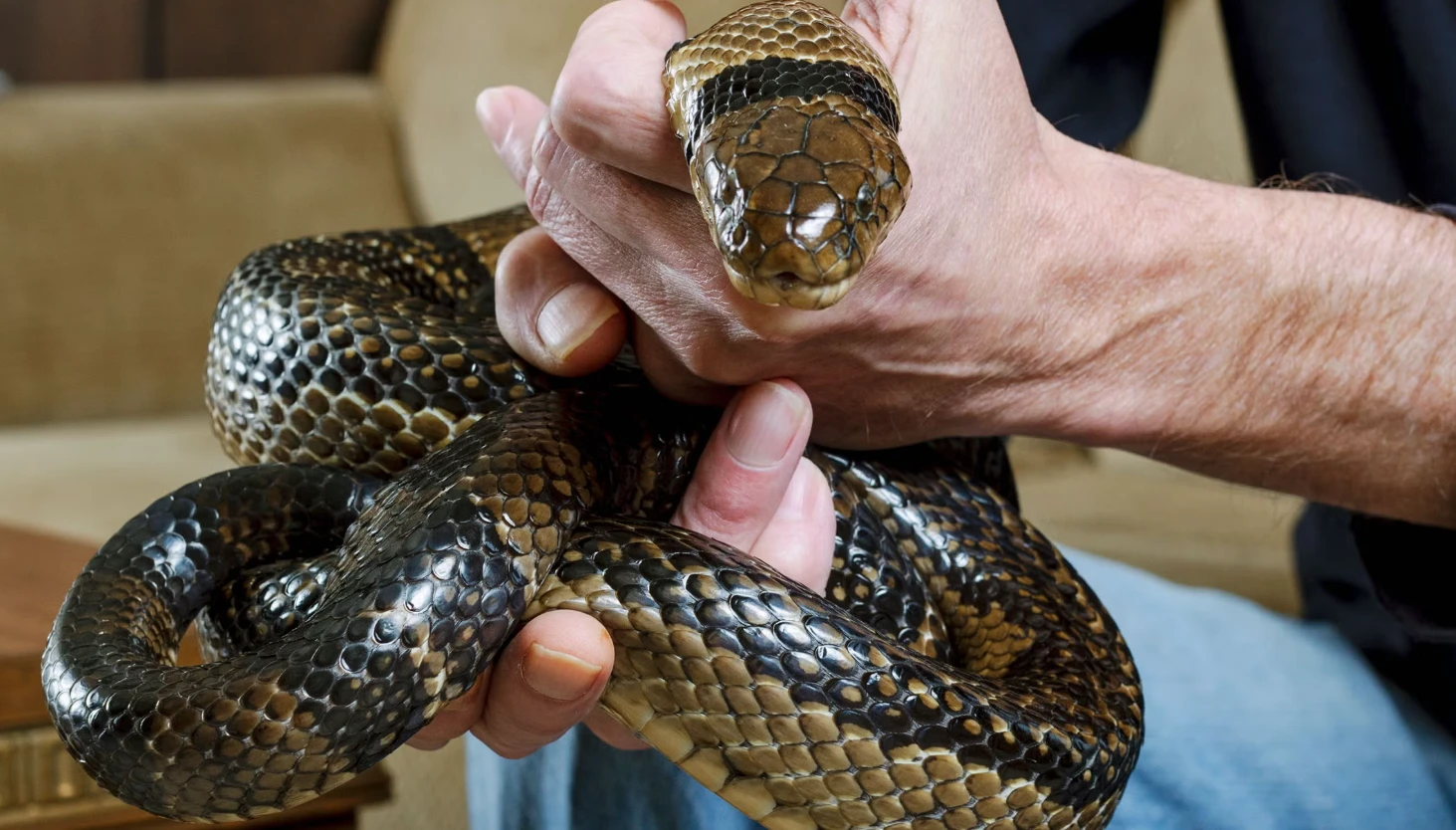 Tự tiêm nọc rắn 856 lần, chuyên gia tìm được thứ "cực độc"