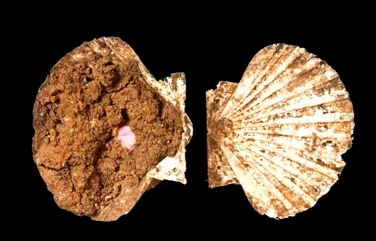 Sửng sốt hộp trang điểm La Mã cổ đại chế tác từ vỏ sò điệp