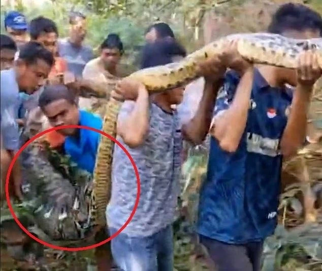 Kinh hoàng trăn siêu to nuốt chửng người giữa ban ngày