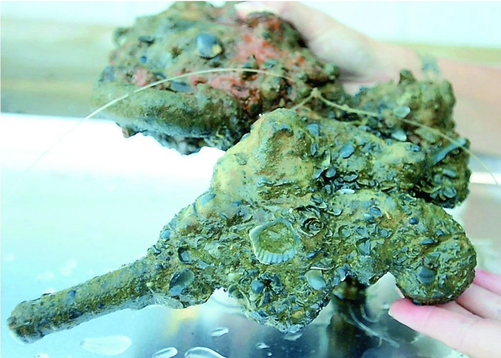 Tìm thấy súng lục hiếm trong vụ đắm tàu thế kỷ 18