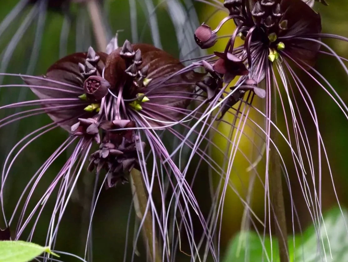 Cây hoa lạ, râu dài chấm đất bất ngờ xuất hiện ở Việt Nam