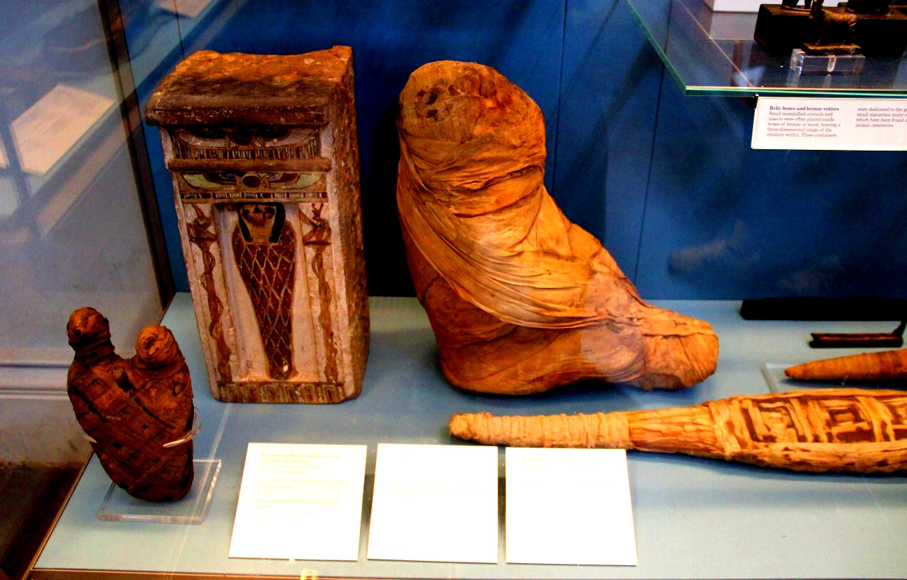 Tiết lộ sự thật về xác ướp khỉ đầu chó Ai Cập cổ đại 