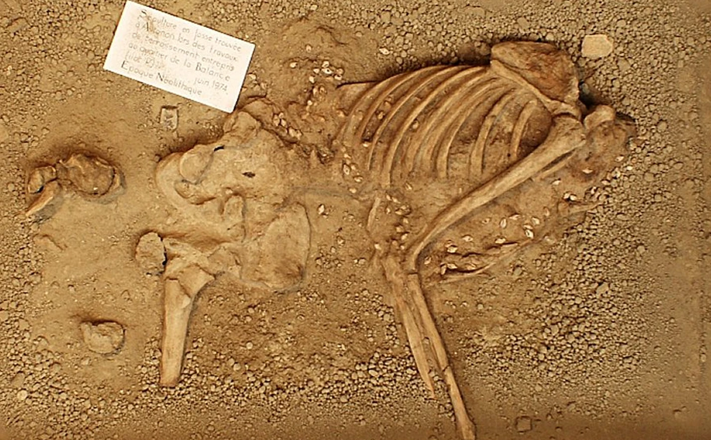 Hài cốt 7.000 năm tuổi khoác trang phục vỏ sò, răng hươu đỏ