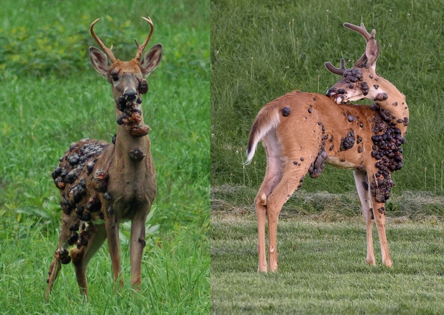 "Hươu địa ngục" chi chít khối u gây ám ảnh dân Mỹ