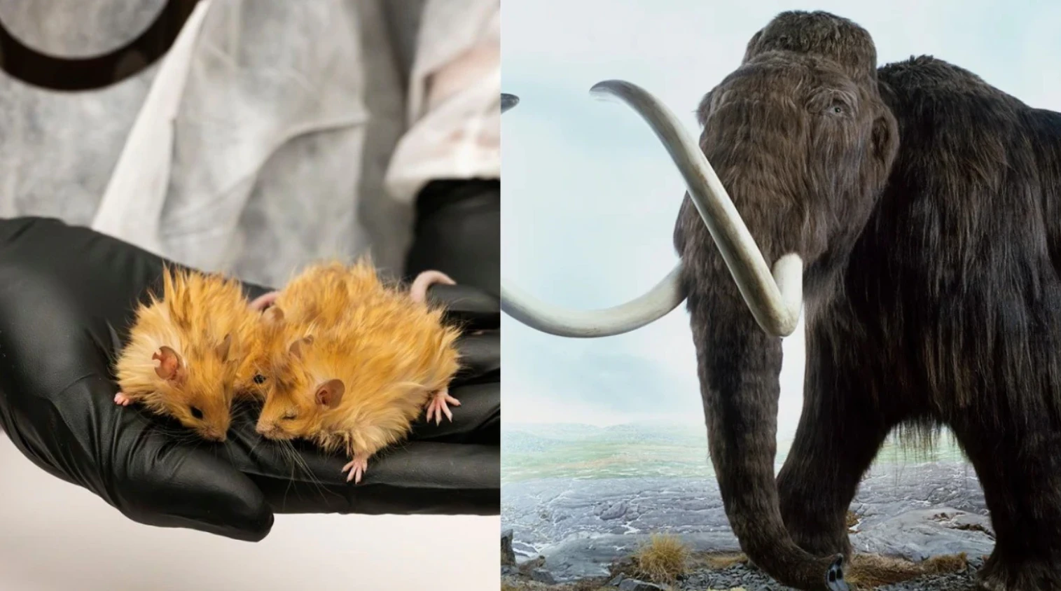 Xôn xao chuột len biến đổi gen có điểm hệt voi ma mút 