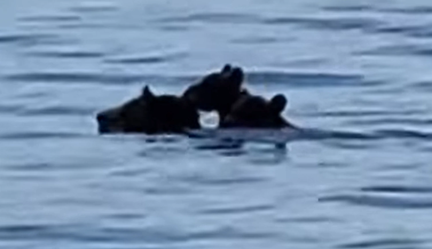 Xúc động khoảnh khắc gấu mẹ cõng hai con vượt hồ nước lớn