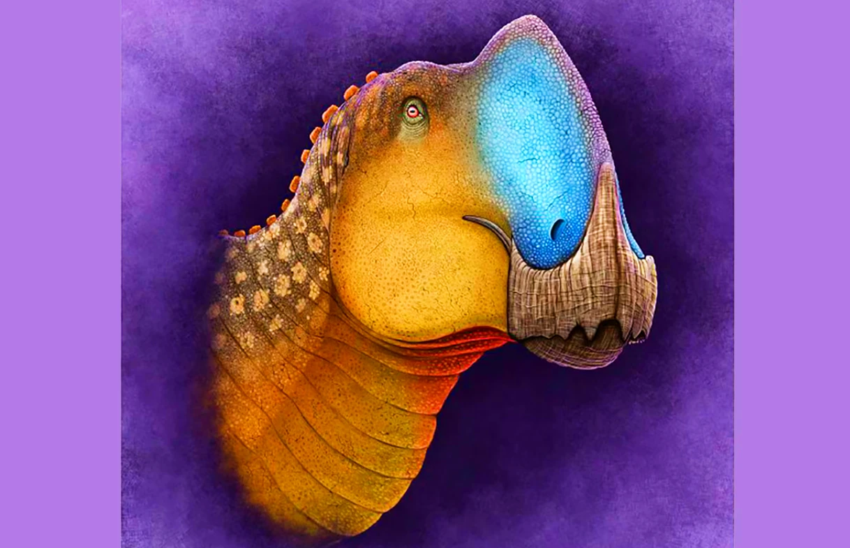 Hộp sọ khủng long mỏ vịt 72 triệu năm chứa bí mật động Trời