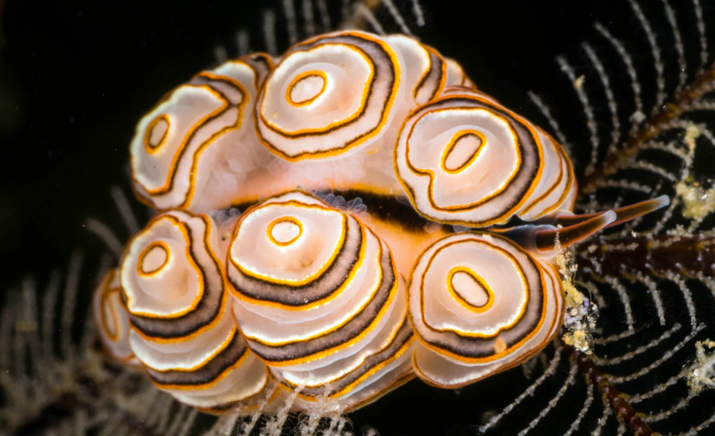 Kỳ lạ loài sên biển “cõng bánh rán” gây sốt giới sinh học