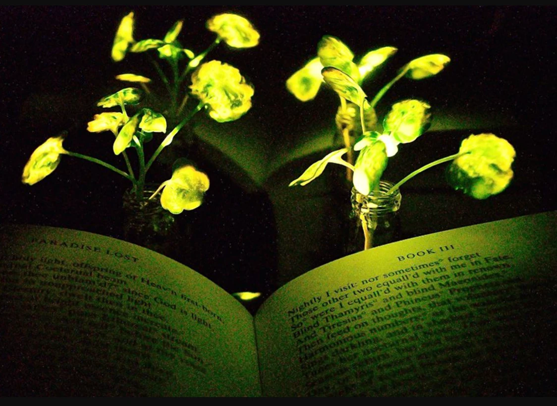 Không phải bóng đèn, đây mới là thứ thắp sáng hiệu quả trong tương lai