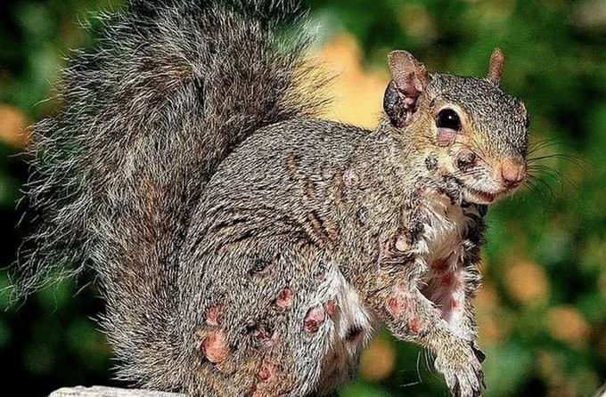 View - Sóc "thây ma" đầy mụn mủ gieo rắc nỗi sợ hãi khắp Bắc Mỹ | Báo Tri thức và Cuộc sống - TIN TỨC PHỔ BIẾN KIẾN THỨC 24H