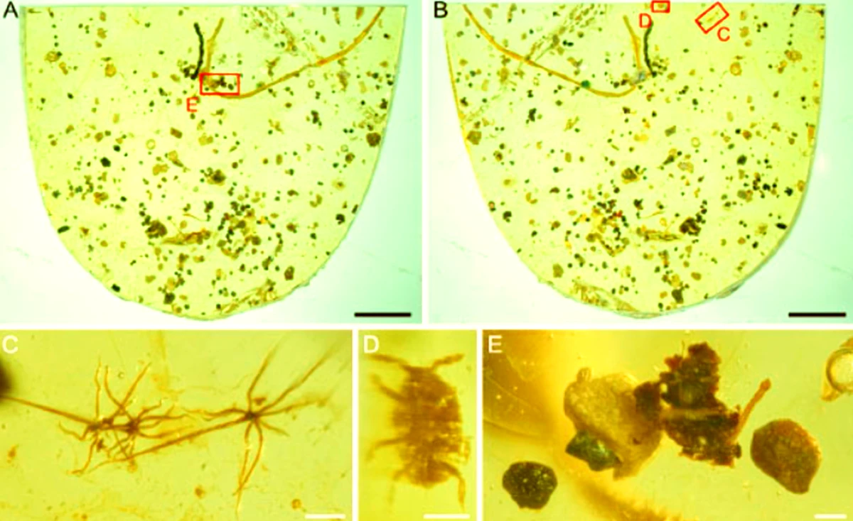 Tìm thấy sinh vật cổ đại 99 triệu năm mắc kẹt trong hổ phách