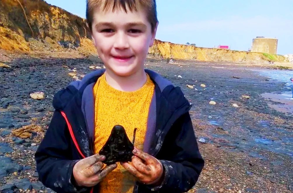 Tận thấy răng cá mập Megalodon khổng lồ do bé trai phát hiện