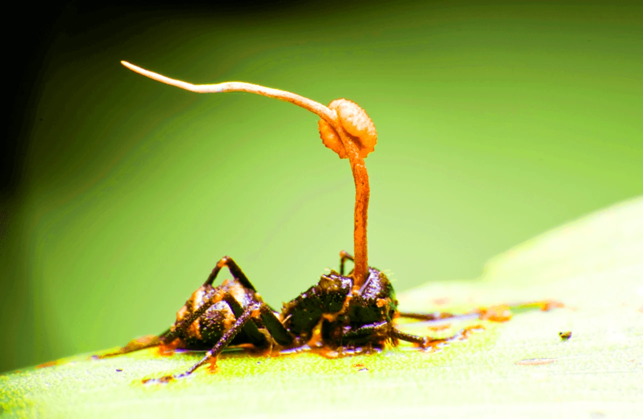 Nấm ký sinh trong hổ phách 99 triệu năm tuổi