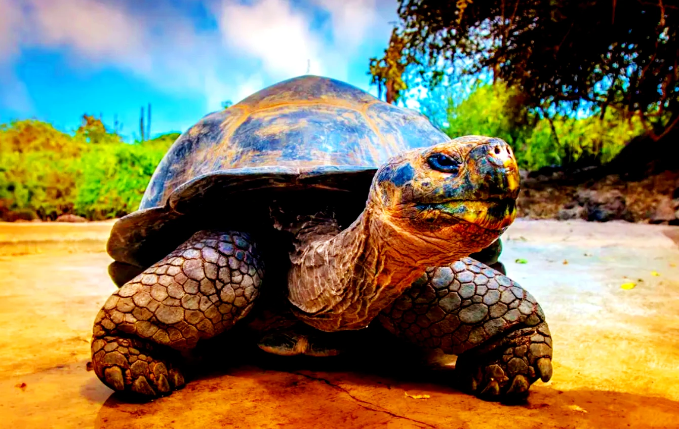 Hé lộ loài rùa nước ngọt to như xuồng độc mộc ở Amazon