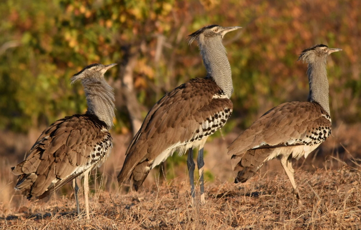 Loài chim nặng nhất thế giới có thể bay, là loài cực hiếm