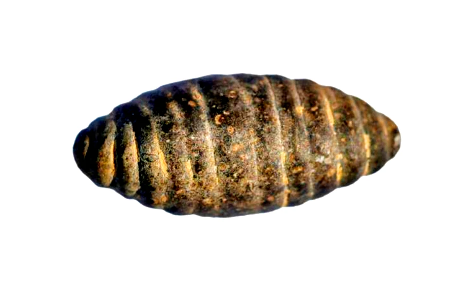  Bí ẩn nhộng tằm hóa đá 5.200 năm tuổi khiến sử gia sửng sốt