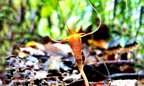 Loài cây độc lạ nở hoa như đèn lồng, thế giới chỉ có 5 cây