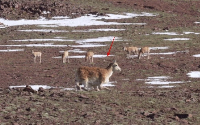 Điệp viên robot linh dương đầu tiên trên thế giới, trà trộn thành công 