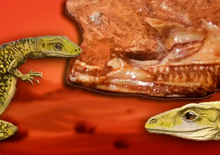 Sự thật gây sốc về thằn lằn già nhất thế giới 205 triệu năm