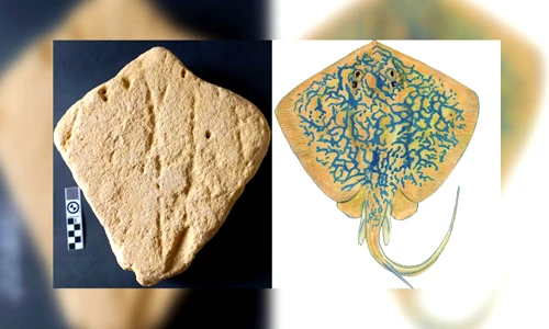 Tiết lộ giật mình về khối đá điêu khắc hình cá 130.000 tuổi