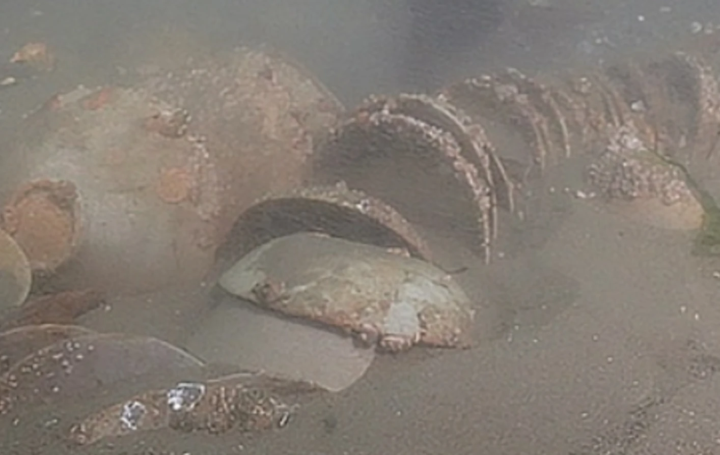 Bí ẩn bát men ngọc bích 900 tuổi trục vớt ở biển Hàn Quốc