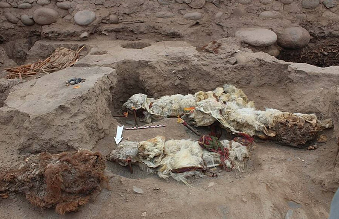 Sự thật về người Inca hiến tế lạc đà không bướu 