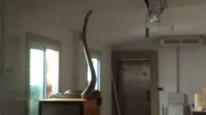 Trăn khổng lồ 5 mét đột nhập vào nhà săn mồi khiến người dân 'đứng hình'