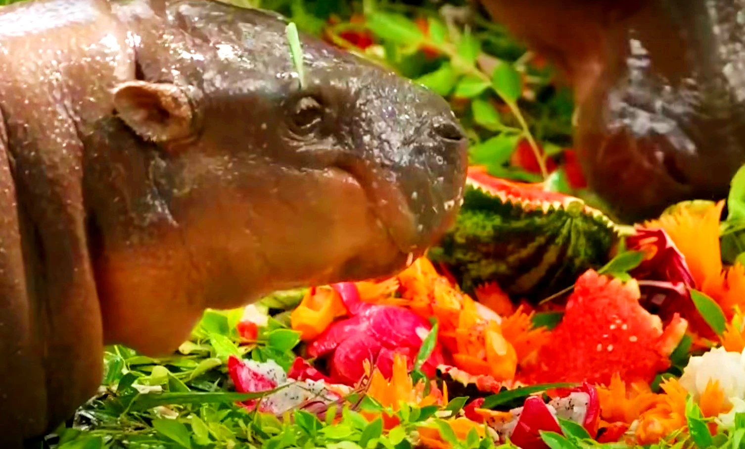 Lên một tuổi, hà mã Moo Deng được tổ chức sinh nhật cực cháy