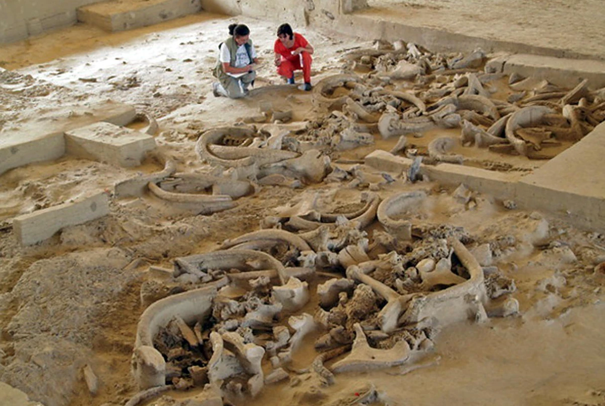 Khám phá địa điểm 25.000 năm tuổi chứa đầy xương voi ma mút