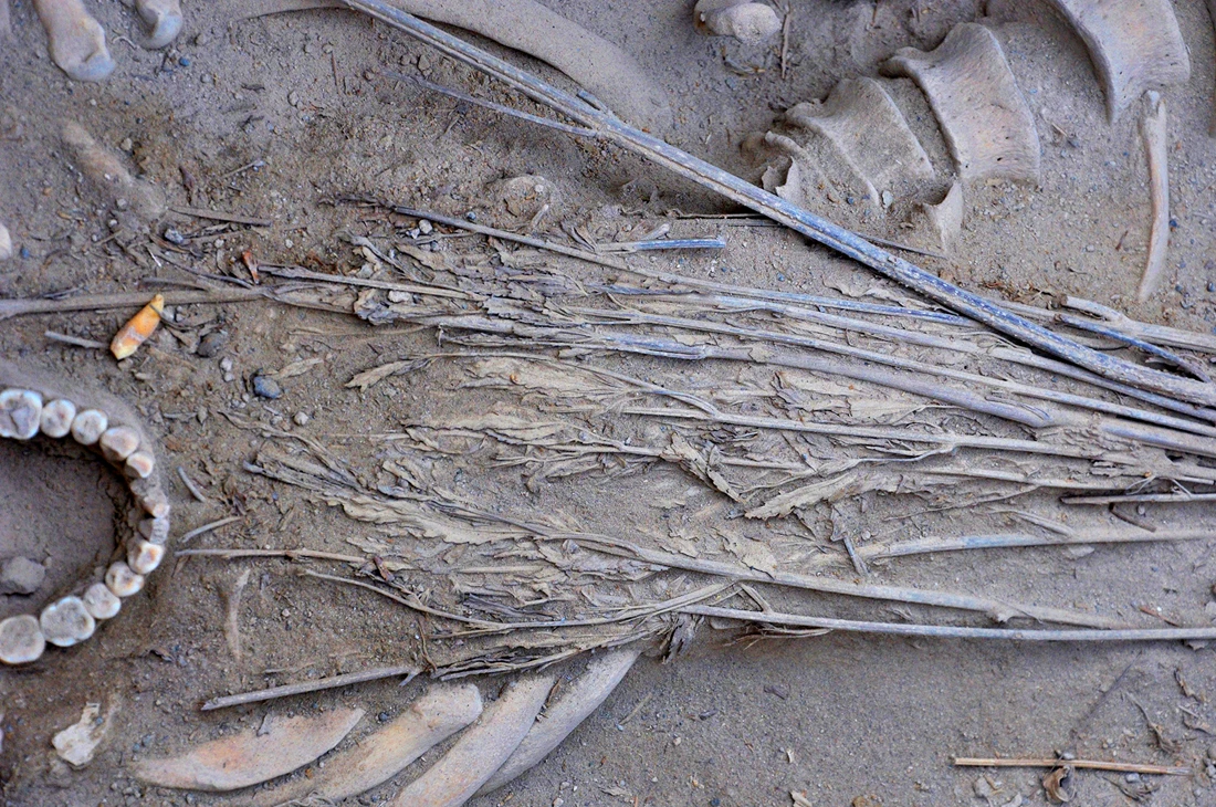 Phát hiện chấn động hài cốt 2.800 năm cùng cần sa cổ đại