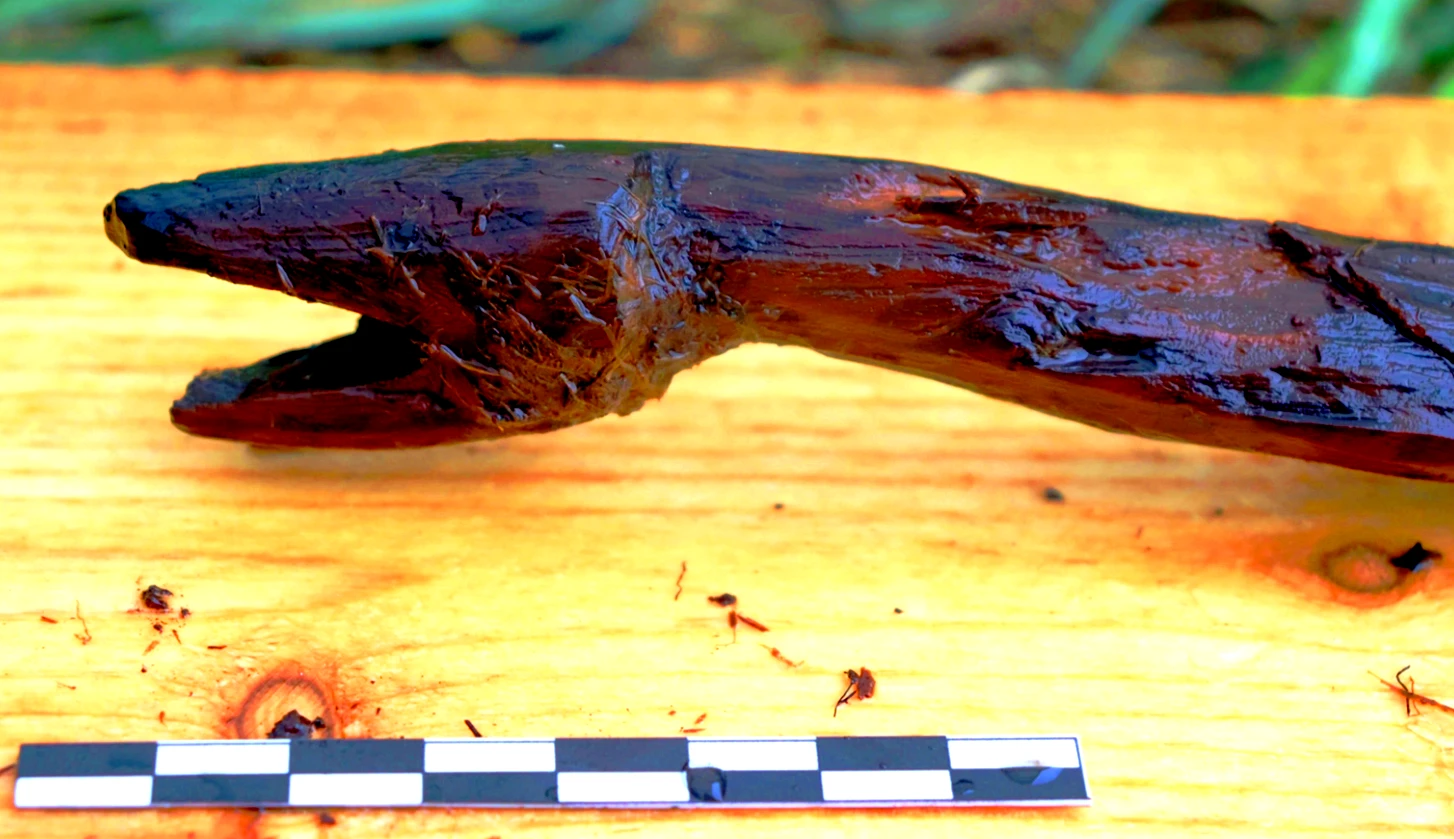 “Cây gậy rắn” 4.400 năm tiết lộ nghi lễ pháp sư tiền sử 