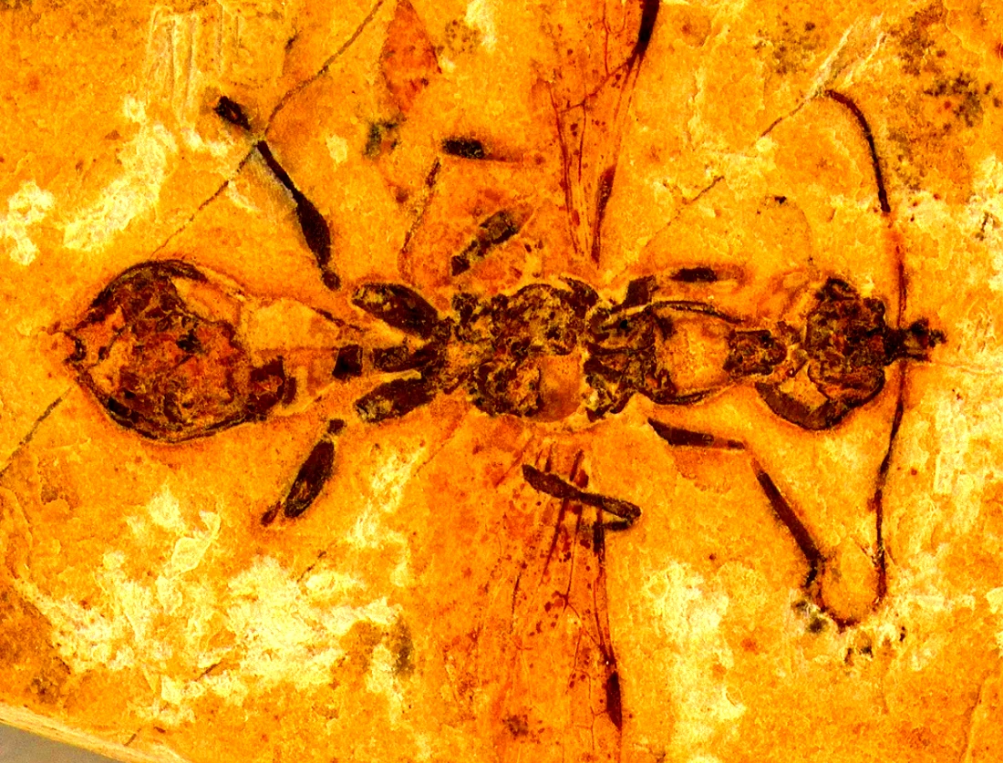 Sự thật giật mình về kiến địa ngục 113 triệu năm tuổi 