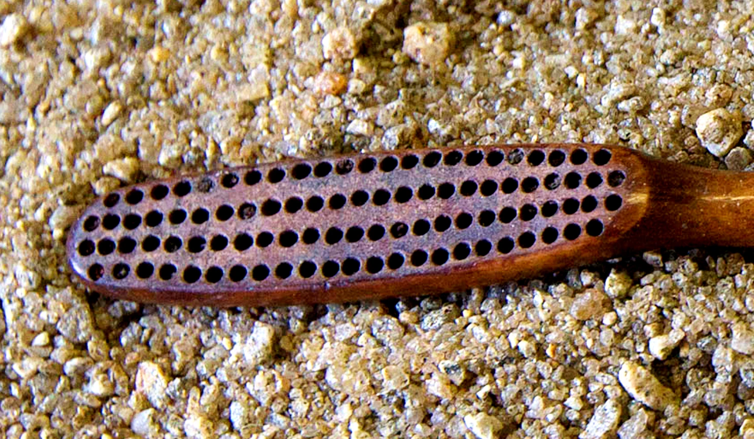 Khai quật bàn chải ngà voi bí ẩn của hoàng đế cuối Brazil