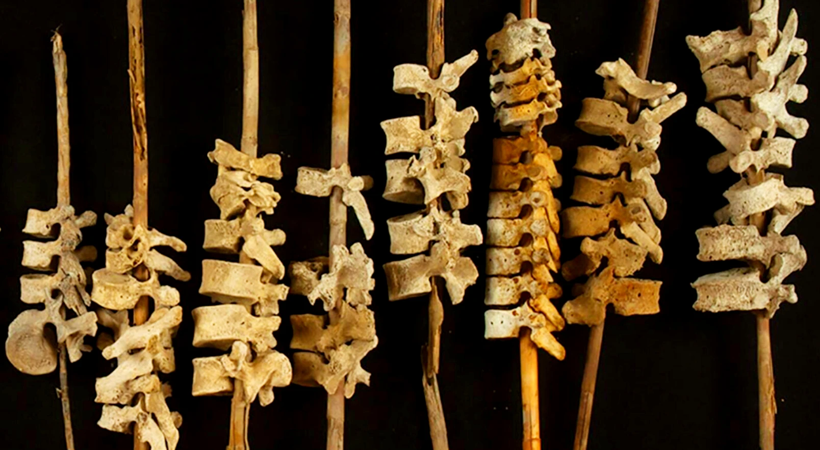 Bí ẩn hàng trăm đốt sống người xâu chuỗi trên cọc sậy 