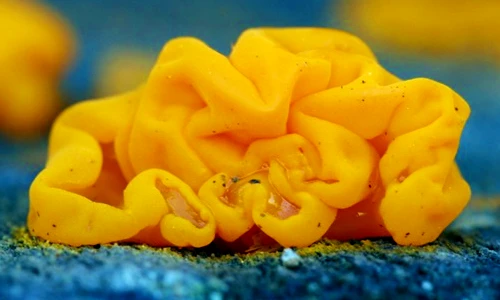 Sự thật bất ngờ về "khối não vàng" bí ẩn bung xòe trên cây 