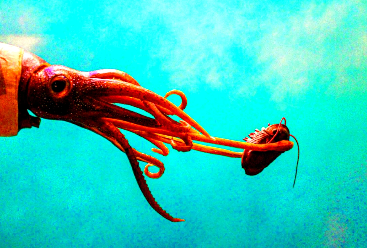 40 loài mực cổ hiếm lúc nhúc trong phiến đá 100 triệu tuổi