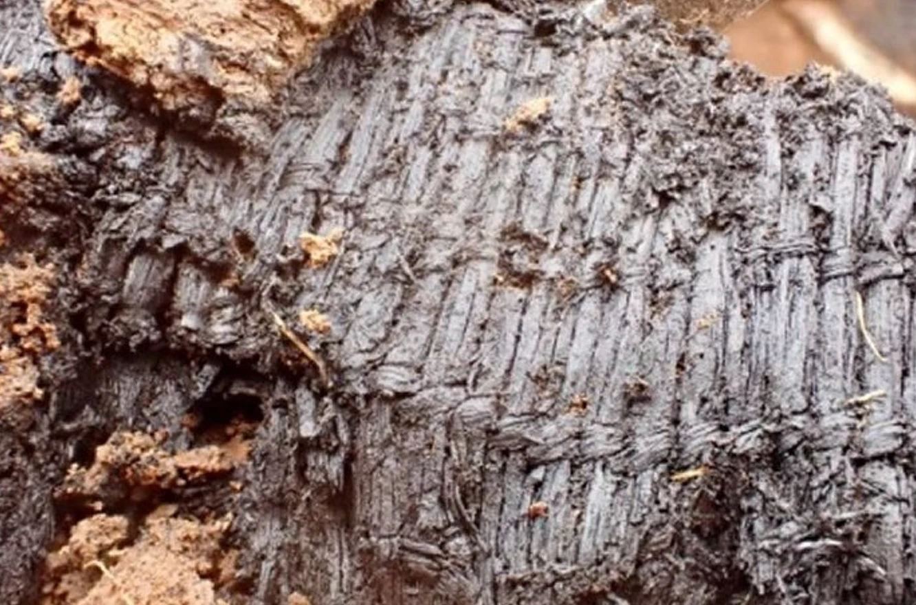 Soi tấm cỏ dệt hiếm có 3.000 năm, phát hiện chi tiết khó ngờ