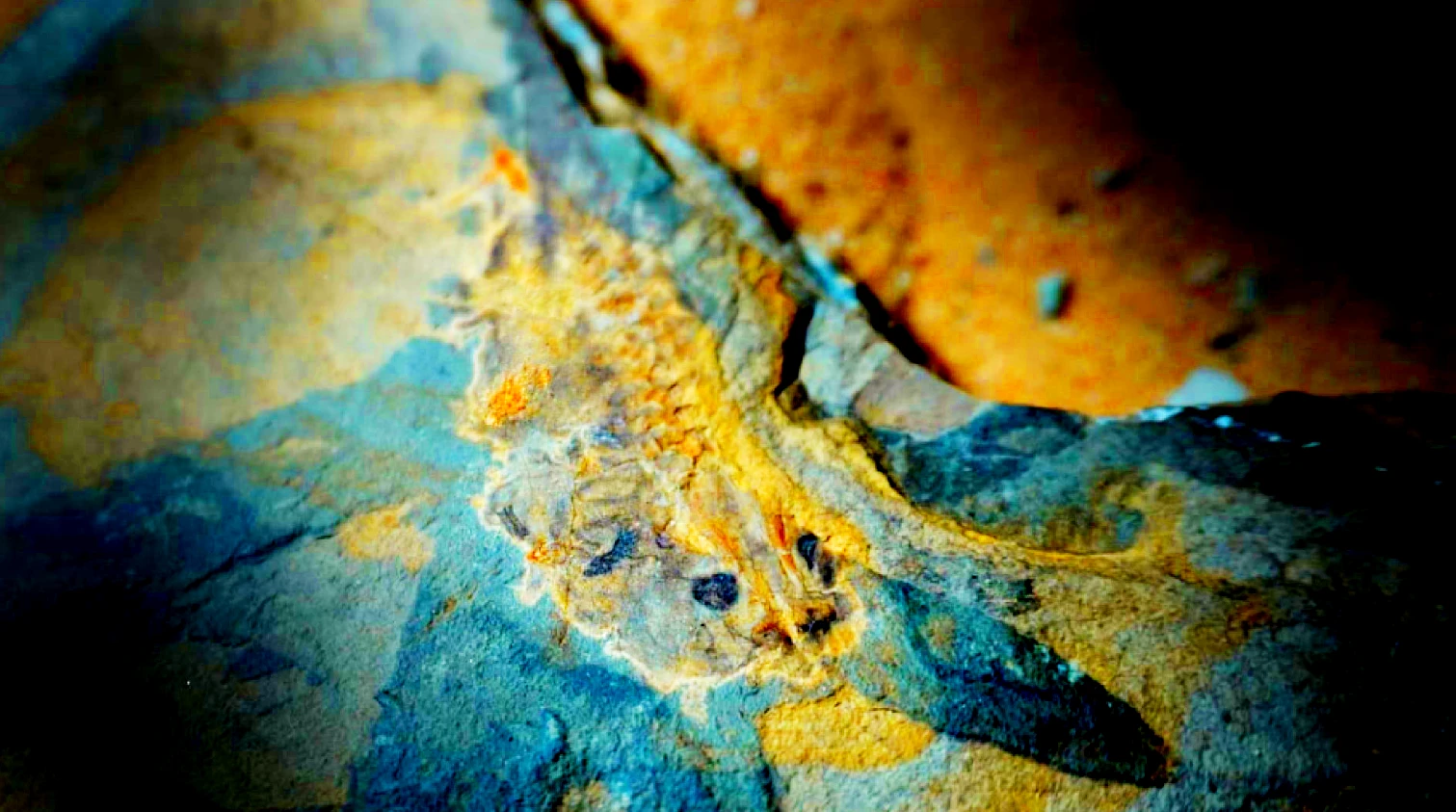 Phát hiện nòng nọc cổ nhất hành tinh, giới khoa học sốc nặng