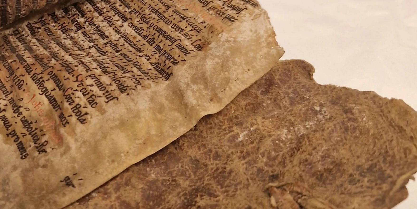 Tận mục bản thảo da hải cẩu kỳ quái 