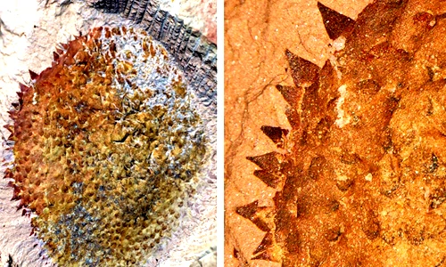 Sự thật ít người biết về loài sên gai thời tiền sử 