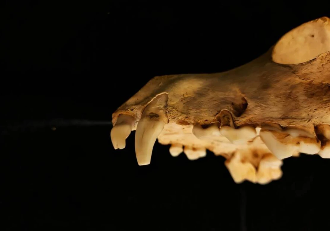 Giải mã nghi lễ hiến tế ít nhất 140 con chó thời La Mã 